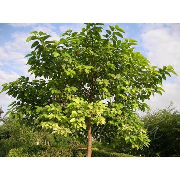 Anthocephalus cadamba , Kadam Tree Plant 