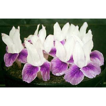 Buy Kaempferia Rotunda White Bulbs - Pack Of 5 Bulbs