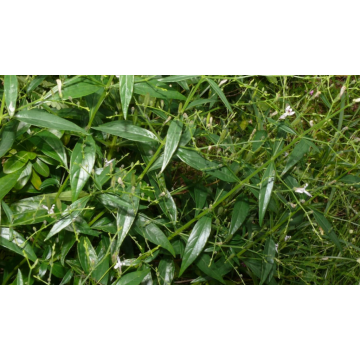 Buy Andrographis Paniculata Seeds - Pack Of 100 Seeds Of Kalmegh
