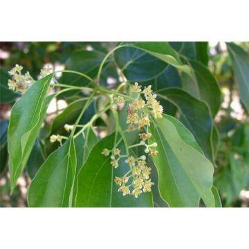Buy Cinnamomum Camphora, Kapur Plant 