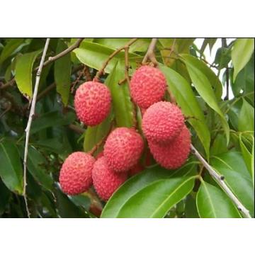 Lychee Chinensis ( Litchi ) Plant