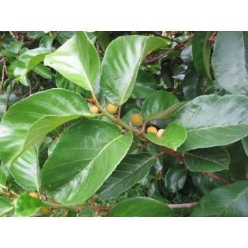 Buy Artocarpus Lacucha ( Badhar ) , Monkey Jack Plant 