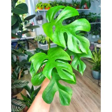 Monstera Minima ( Rhaphidophora Tetrasperma ) Plant