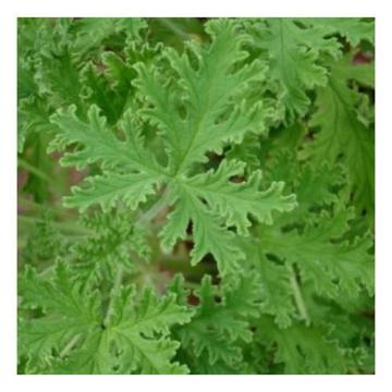 Buy Citronella ( Cymbopogon) Plant