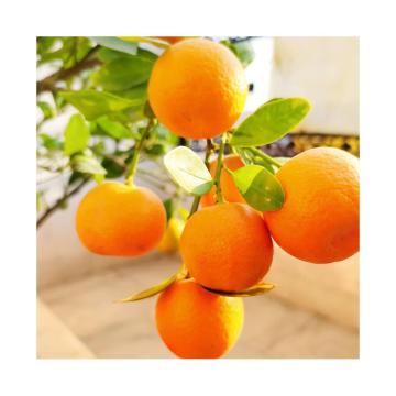 Orange Fruit Plant ( Grafted ) Santra