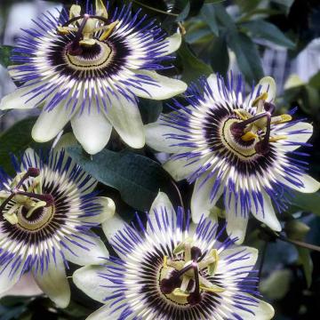 Buy Passiflora Edulis Plant, Passion Fruit Plant 