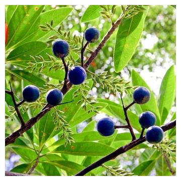 Buy Rudraksha Plant Online ,Elaeocarpus Ganitrus Plant 