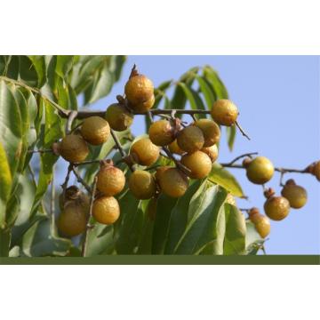 Sapindus Mukorosii , Ritha  - 50 Seeds Pack
