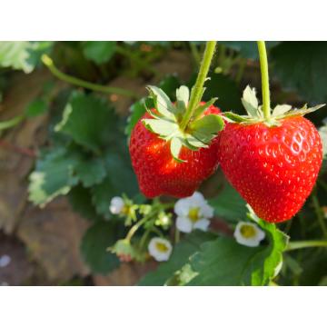 Buy Strawberry Plant - Delivery All Over India