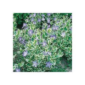 Buy Vinca Variegata Plant - Delivery All Over India