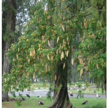 Albizia Lebbeck Seeds , Saras - 50 Seeds 