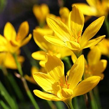 Buy Zephyranthes Citrina Bulbs, Yellow Rain Lily - 20 Bulbs Pack