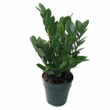 Buy Zamioculcas Zamifolia, ZZ Plant 