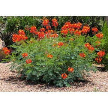 Buy Caesalpinia Pulcherrima, Chotti Gulmohar Plant In India