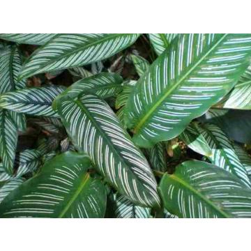 Calathea Ornata Pinstripe Plant