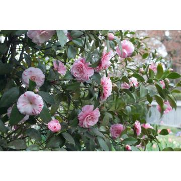 Camellia Japonica Plant, The Japanese Camellia Plant 