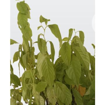 Cananga Odorata ,Ylang Ylang Plant