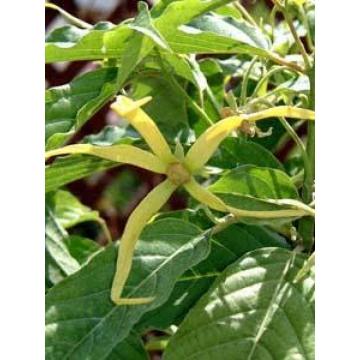 Cananga Odorata ,Ylang Ylang -  Pack Of 30 Seeds