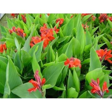 Buy Canna Dwarf Plant - Delivery All Over India