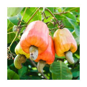 Anacardium Occidentale Seeds, Buy Cashew Nut Seeds Online - 10 Seeds