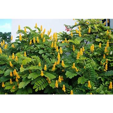 Cassia Alata Seeds , Candle Bush Tree  - 50 Seeds Pack