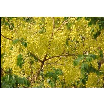 Cassia Fistula Plant , Golden Shower Tree , Amaltas Plant In India