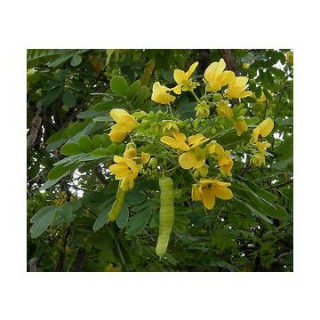 Cassia Glauca, Sulphur Cassia Plant 