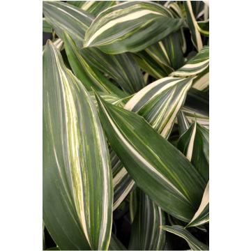 Aspidistra elatior ‘Variegata’ – “Cast- Iron Plant” 