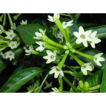Buy Cestrum Nocturnum , Raat Ki Rani Plant 