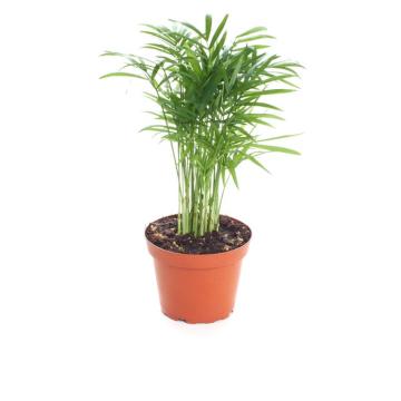  Buy Chamaedorea Elegans Plant , Parlour Palm Plant 