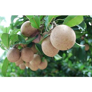 Manilkara Zapota, Chikoo, Sapota Grafted Plant