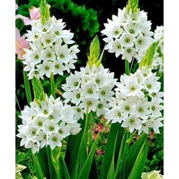 Buy Ornithogalum Chinchee Rinchee (White)  Pack of 5 Flower bulbs