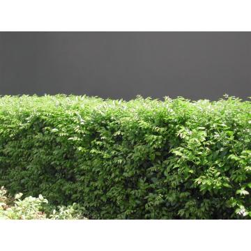 Murraya Paniculata ( Kamini ) , Orange Jessamine , Chinese Box Plant 
