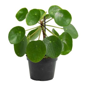 Pilea Peperomioides ( Chinese Money Plant ) 