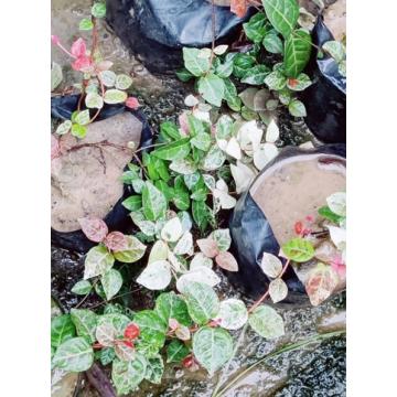 Ficus Pumila Variegated , Creeping Fig ( Variegated Chipkali Bel ) Plant
