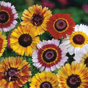 Buy Chrysanthemum Mixed Plant With Free Shipping In India