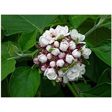 Buy Clerodendrum Chinense - Hazari Mogra Plant - Delivery All Over India