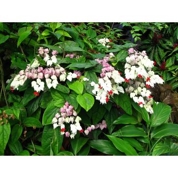 Buy Clerodendrum Thomsoniae, Bleeding Heart Vine Plant