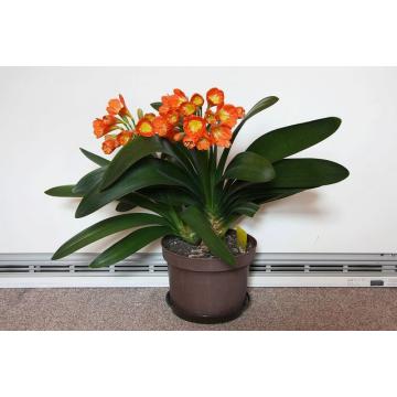 Buy Clivia Miniata Lily , Kaffir Lily Plant 
