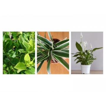 Pack Of 3 Plants  - Gardennia Jasminiodes , Peace Lily, Spider Plant