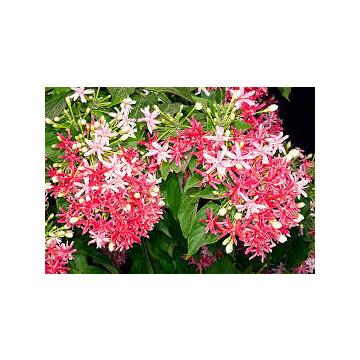 Buy Combretum Indicum Plant, Madhu Malti Plant 