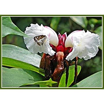 Buy Costus Speciosus Plant, Crape Ginger, Ketaki Plant 