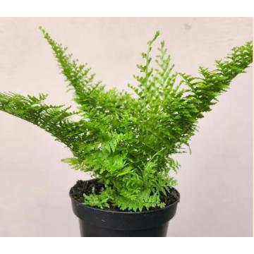 Nephrolepis Cotton Candy Fern