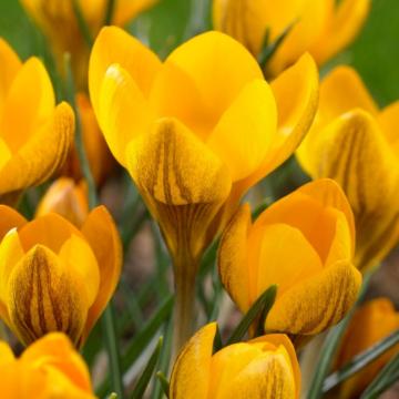 Buy Crocus Dorothy Bulbs - 5 Bulbs Pack - Delivery All Over India