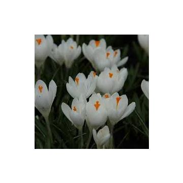 Buy Crocus jeanne d'arc Bulbs - Pack Of 5 Bulbs - Delivery All Over India