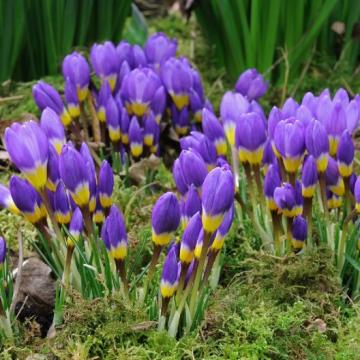 Buy Crocus Siberian Tricolor Bulbs - Pack Of 5 Bulbs - Delivery All Over India