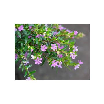 Buy Cuphea Hyssopifolia Plant, Mexican Heather Plant 