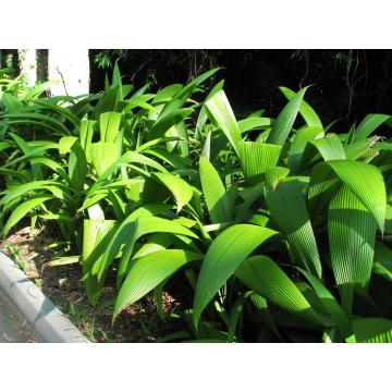 Buy Curculigo Recurvata, Palm Grass Plant 