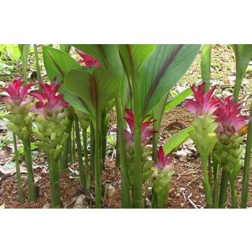 Buy Curcuma Zedoaria Bulbs, Karchur - 2 Bulbs Pack