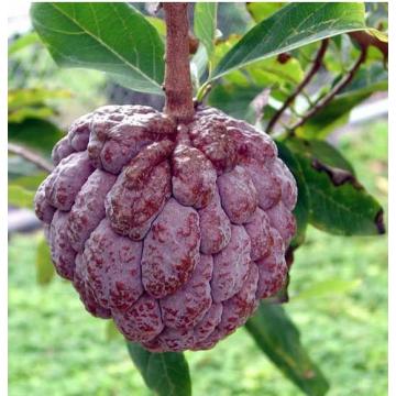 Annona Squamosa , Red Custard Apple Plant